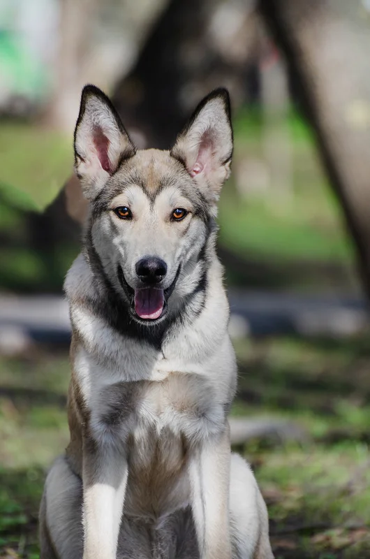 Shepherd wolf puppy Lukerya in good hands - Puppies, Sheepdog, Overexposure, Shelter, Homeless animals, Dog lovers, Charity, Moscow, Volunteering, No rating, Longpost, In good hands, Dog