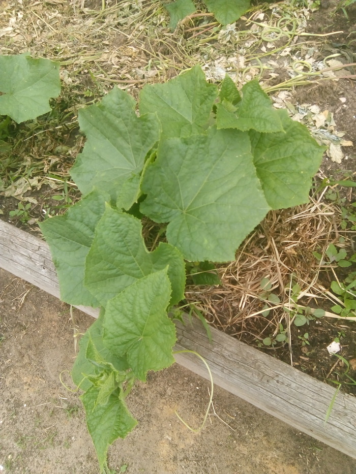 � ������ ��� �� �������. �������� �����.