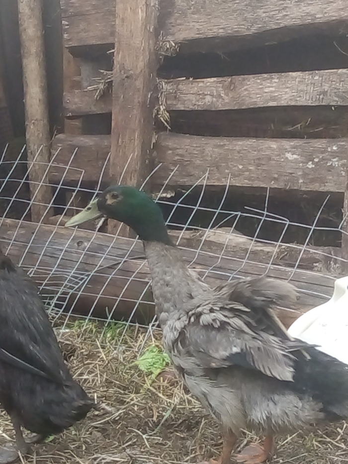 ����. ��, �������!