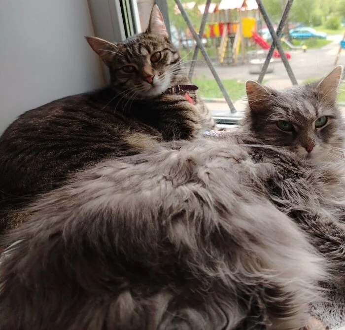 Thank you Pikabushnik! - My, Homeless animals, Volunteering, Emotions, The photo, Kindness, Care