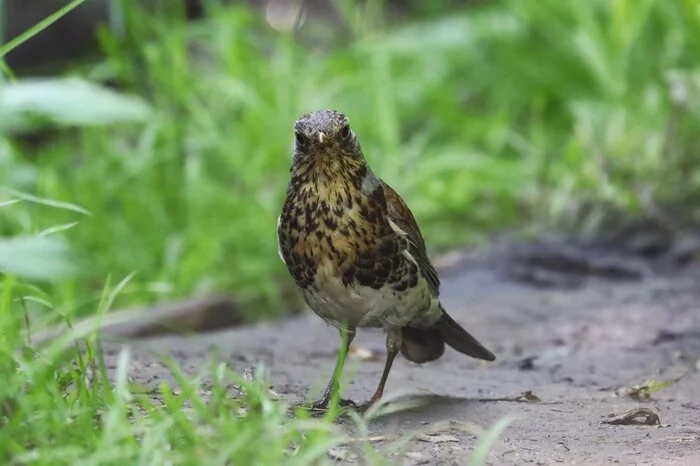 The thrush crept up unnoticed - My, Crossposting, Thrush, Birds, The photo