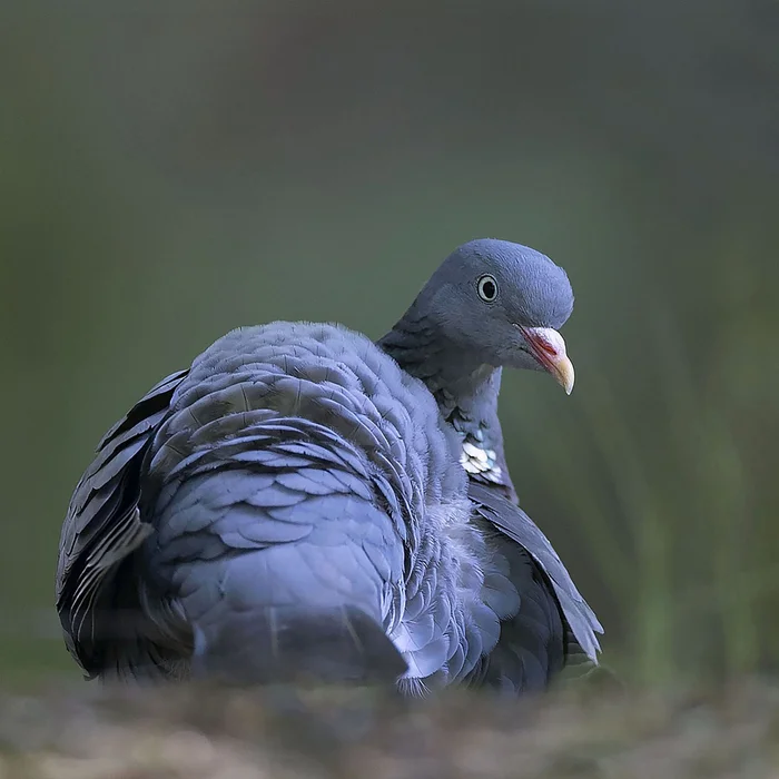 Wild - Ringdove, Pigeon, The photo, Birds, Wild animals