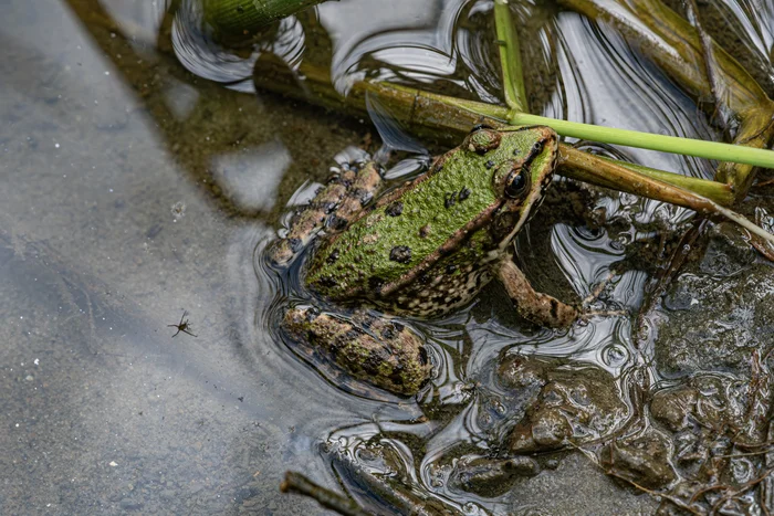 Frog - My, The photo, Nikon, The nature of Russia, Frogs, Macro photography, Water, River, Vladimir region