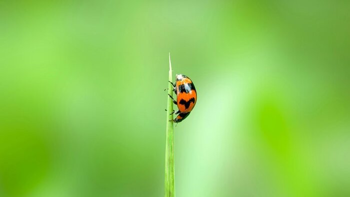 Источник: Shakib Uzzaman/CC0