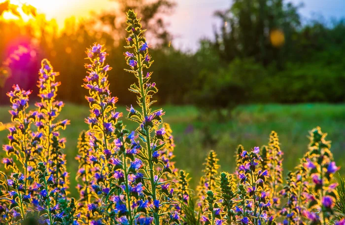 Flowers in gold... - My, The photo, Nikon, Nature, Landscape, Sunset, Flowers
