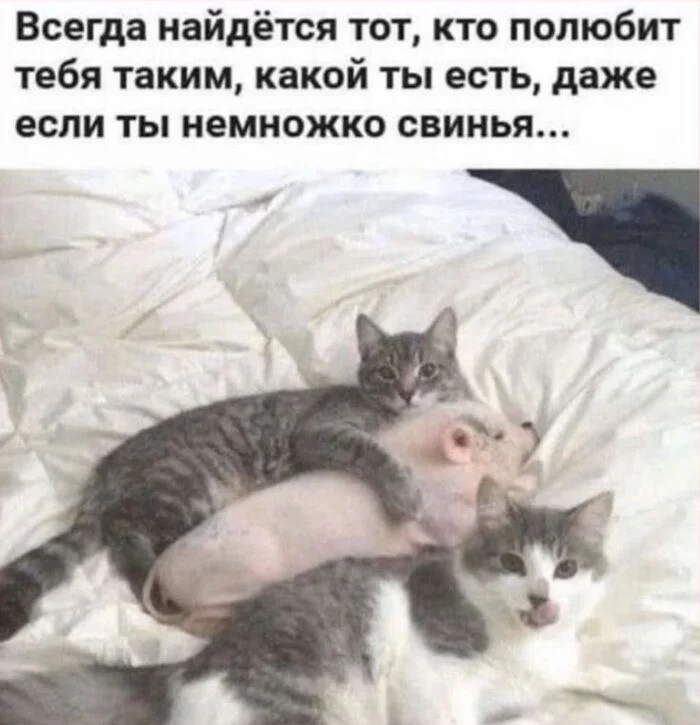 Love is evil... - From the network, Picture with text, Men and women, Relationship, cat, Pig