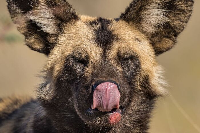 Satisfied - Hyena dog, Canines, Predatory animals, Wild animals, wildlife, Reserves and sanctuaries, South Africa, The photo, Language