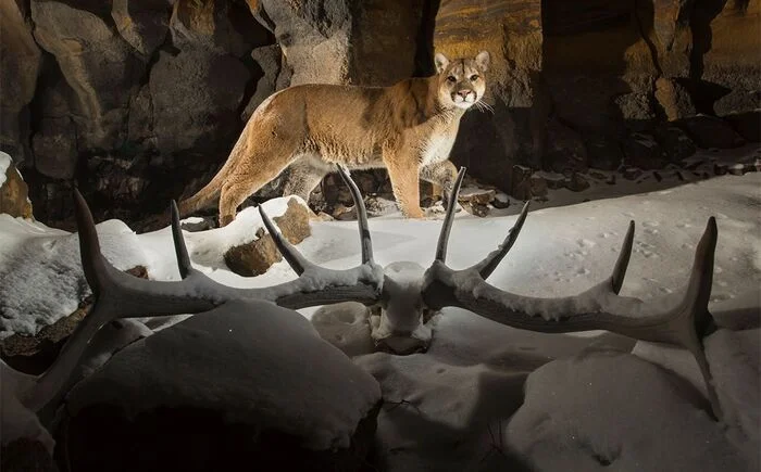 Cougar in Yellowstone Park - Puma, Small cats, Cat family, Predatory animals, Wild animals, wildlife, National park, Yellowstone Park, North America, The photo, Phototrap, Horns