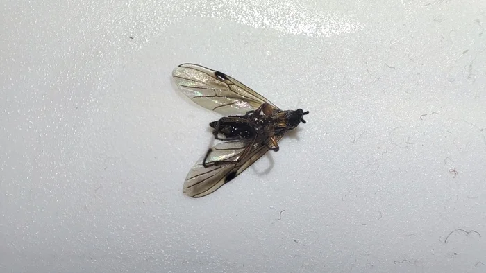 Help identify an insect - My, Bibio, Insects, Question