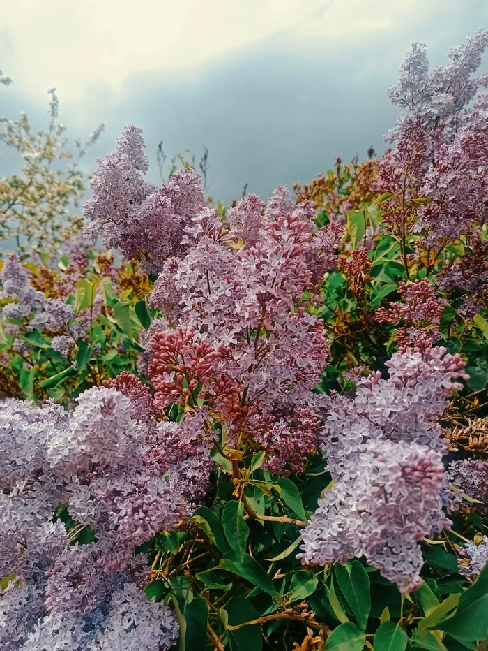 Before the storm - My, Mobile photography, Images, Summer, Nature, Lilac, Flowers, Bloom