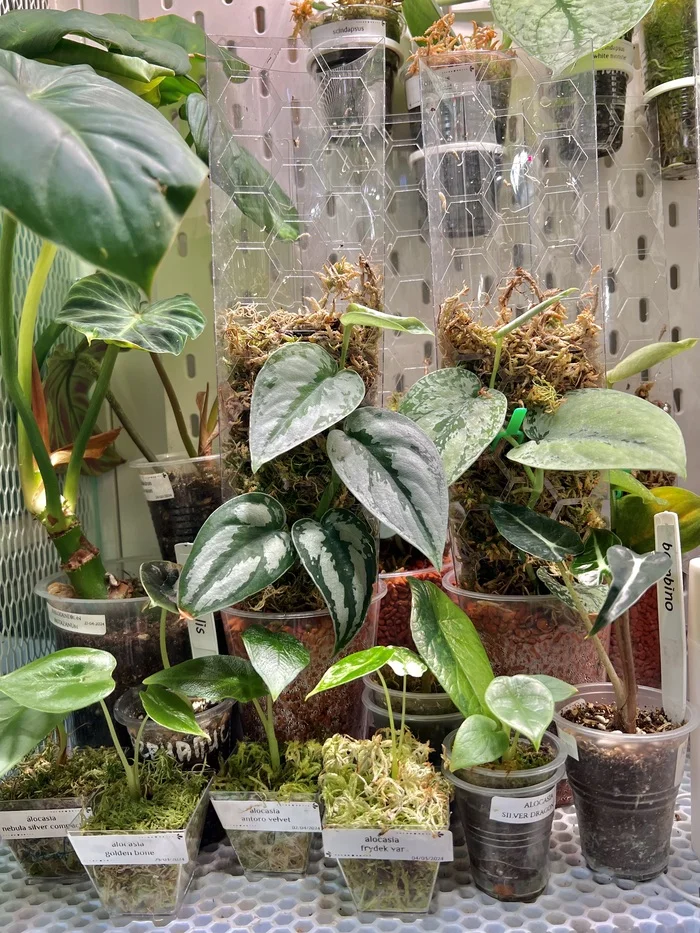Precious scindapsus - My, Houseplants, Leaves, Liana, Tropics, Plants, Greenhouse, Exotic plants, Longpost