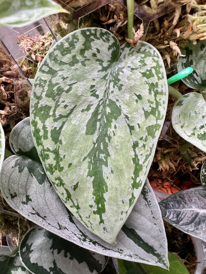 Tricolor silver platinum