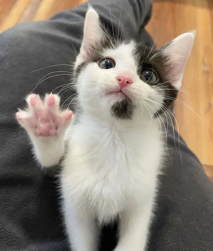 Mini hoba - cat, Milota, Kittens, Hoba