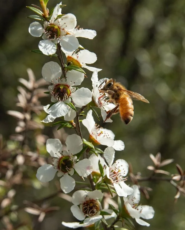 Bee on manuka - Plants, Flowers, Bees, Insects, Arthropods, Wild animals, wildlife, New Zealand, The photo