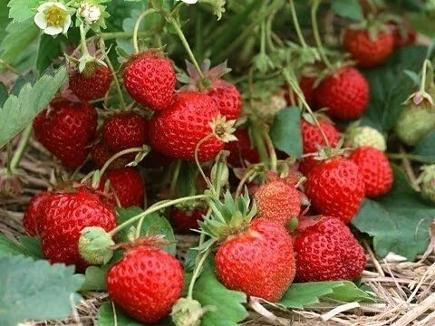 It has arrived - Summer, Garden, Raspberries, Strawberry (plant), Cherries, Apricot, Red Ribes, Strawberry, Blackberry, Longpost