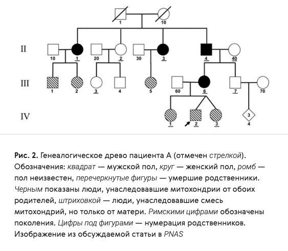 Правда ли, что интеллект передаётся ребёнку от матери? - Моё, Интеллект, Мама, Дети, Генетика, Родители, Развитие, ДНК, Наследственность, Хромосомы, Наука, Ученые, Факты, Проверка, Исследования, Познавательно, Гений, Биология, Человек, Длиннопост