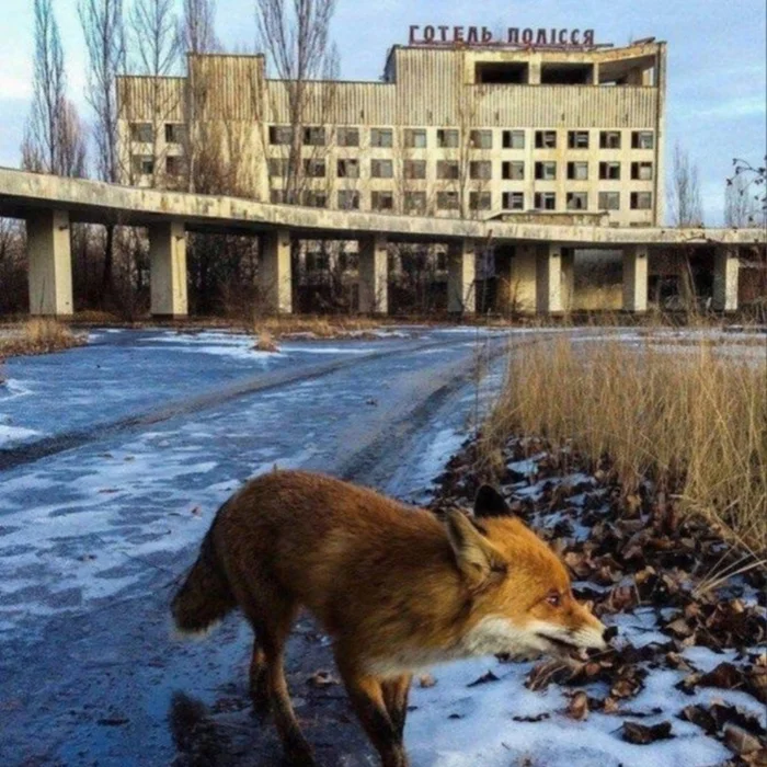 Fox in the abandoned city of Pripyat - Abandoned, Travels, Pripyat, Abandoned cities, Fox