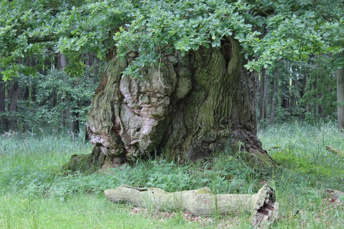 Devil's tree from the cursed Prince's Log (18+) - My, For adults, Mystic, Witchcraft, Nizhny Novgorod, Mordovia, Chuvashia, Curse, Longpost