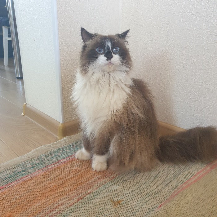 ������ ����