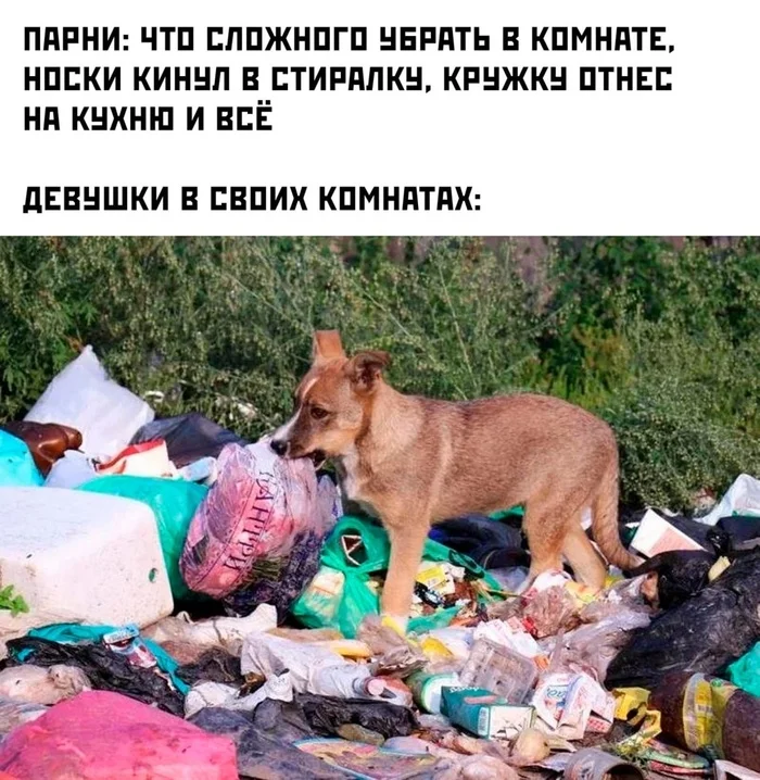 Everyone had one - Humor, Mess, Men and women, Picture with text, Garbage, Dog