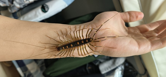   ,  "",    ,    Thereuopoda clunifera       )