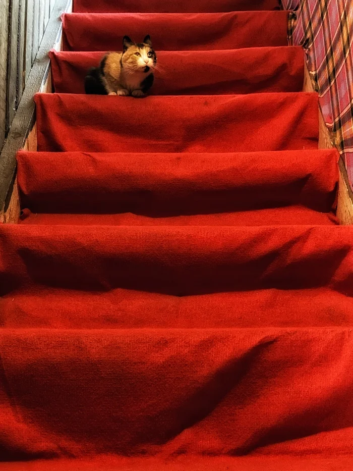 On the red carpet - My, The photo, Mobile photography, Animals, Leningrad region, cat, Stairs, the Red carpet, Red, Color, Tricolor cat
