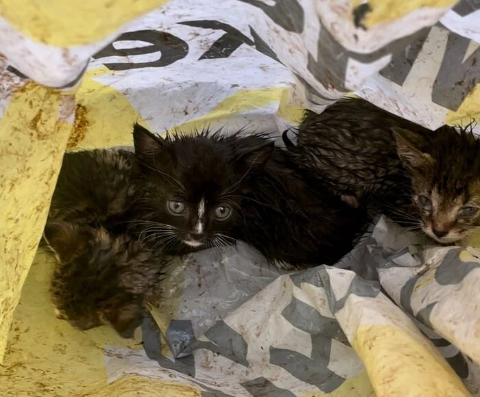 Three tiny kittens were found in a bag in a field yesterday. I really need help - Moscow region, No rating, cat, Helping animals, Kittens, Animal Rescue, The strength of the Peekaboo, Homeless animals, Overexposure, In good hands, Video, Longpost