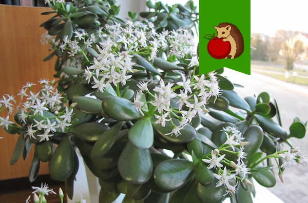 Reply to the post “Did you know that the money tree is blooming?” - Money Tree, Wisdom, Plants, Bloom, Flowers, Crassula, Houseplants, The photo, Reply to post, Yandex Zen (link), Longpost