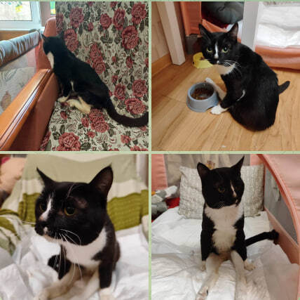 The story of more than one rescue... Timur and his team part 1 - The rescue, Charity, Kindness, cat, Volunteering, Shelter, Homeless animals, Telegram (link), Yandex Zen (link)