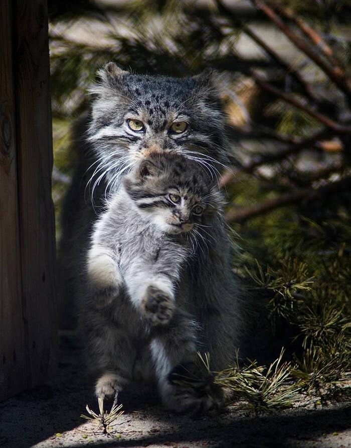 Damn, again the mother is disgracing herself in front of the boys... - Pallas' cat, Small cats, Cat family, Predatory animals, Wild animals, Young, Zoo, Novosibirsk Zoo, Video, Youtube, Longpost