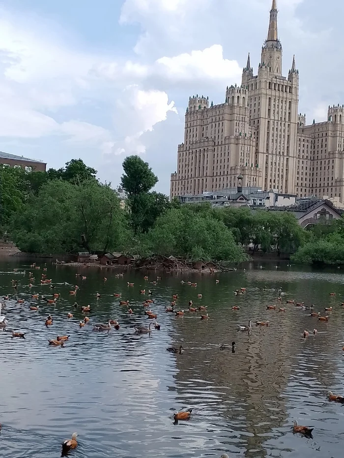 Московский пейзаж - Моё, Пруд, Утка, Сталинская высотка, Москва, Пейзаж, Лето