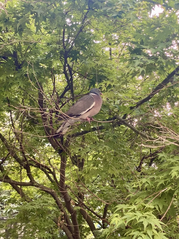 Don't be a threat to the Wood Pigeon while drinking coffee in your neighborhood - My, Birds, Photo hunting, Ornithology, Germany, Frankfurt am Main, Bird watching, Ornithology League, Summer, Pigeon, Ringdove, Longpost