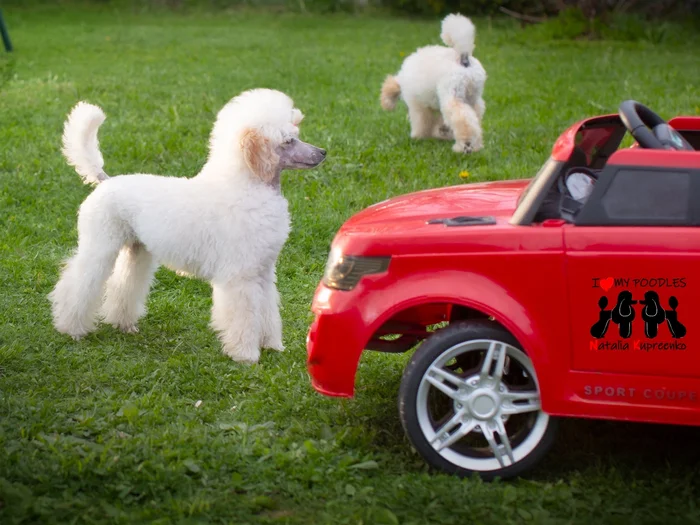 Puppy stop boor - My, Poodle, Dog