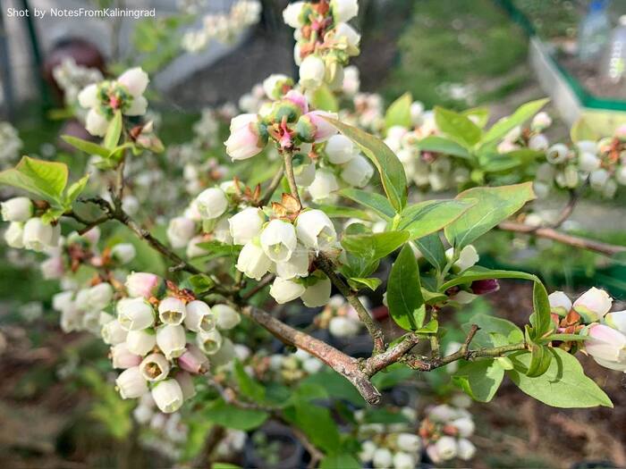 Garden blueberry - My, Blueberry, Bloom, City walk, Street photography, The photo, Kaliningrad region, Kaliningrad