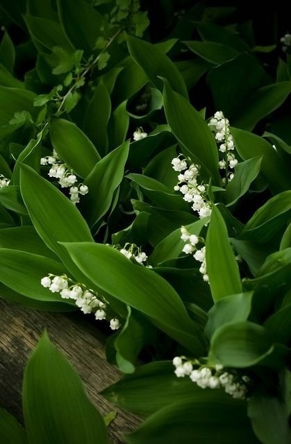 Delicate and fragile lilies of the valley. How beautiful they are! - Nature, Flowers, Lilies of the valley, The photo, Longpost