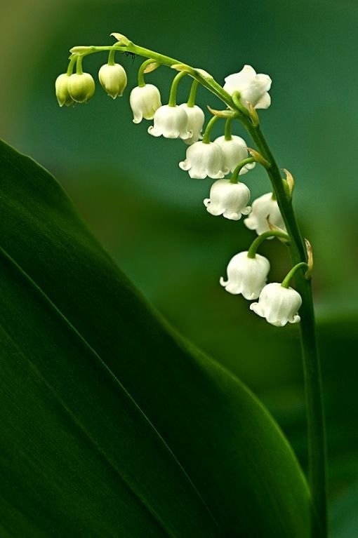 Delicate and fragile lilies of the valley. How beautiful they are! - Nature, Flowers, Lilies of the valley, The photo, Longpost