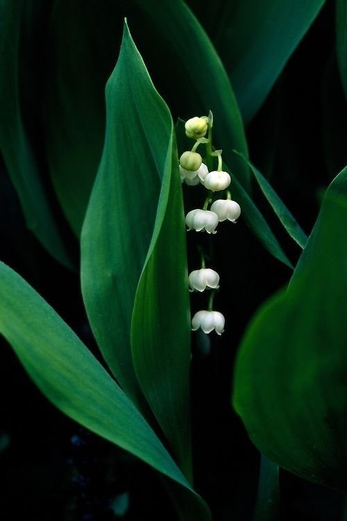 Delicate and fragile lilies of the valley. How beautiful they are! - Nature, Flowers, Lilies of the valley, The photo, Longpost