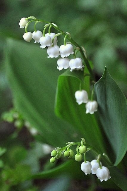 Delicate and fragile lilies of the valley. How beautiful they are! - Nature, Flowers, Lilies of the valley, The photo, Longpost