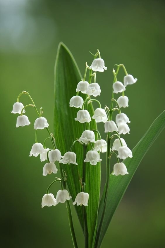 Delicate and fragile lilies of the valley. How beautiful they are! - Nature, Flowers, Lilies of the valley, The photo, Longpost