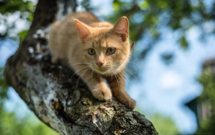 На природе... - Моё, Животные, Бобруйск, Кот, Домашние животные, Взгляд, Усы, Пушистые, Морда