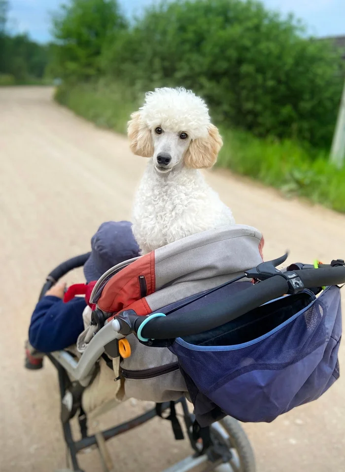 THE POODLE WHO PREDICTS THE FUTURE! - My, Poodle, Puppies, Children, Longpost, Dog