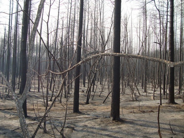 Forest fire in Tolyatti in 2010 - My, Fire, The rescue, Smoke, Evacuation, self-rescuer, Danger, Video, Youtube, Longpost, Forest fires