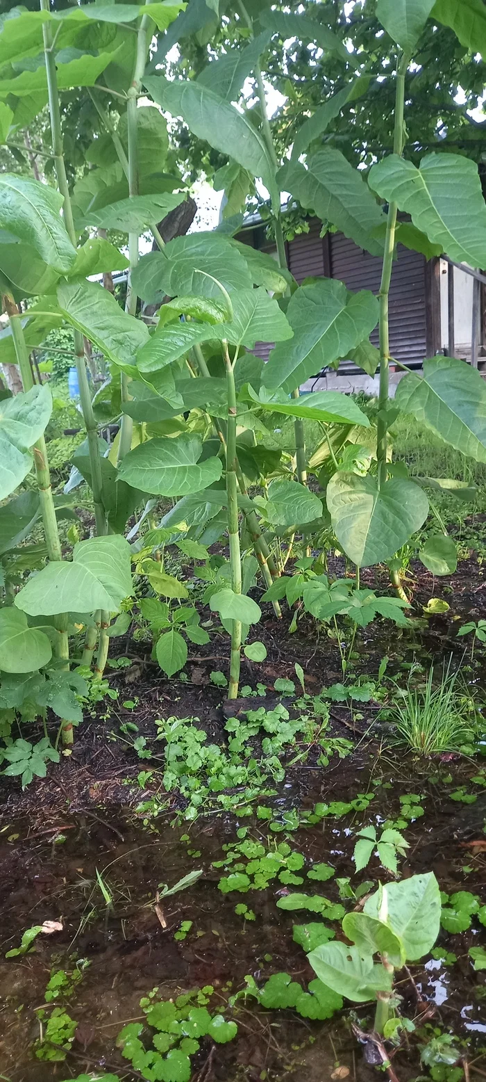 What kind of plant is this? - My, Dacha, Question, Plants, Garden, Longpost