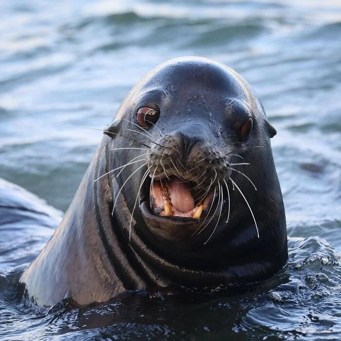California sea lion - Sea lion, Seal, Pinnipeds, Predatory animals, Wild animals, wildlife, Marine life, North America, Pacific Ocean, The photo
