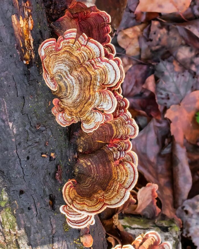 False turkey tail - Mushrooms, Mycology, wildlife, The park, North America, The photo, Longpost