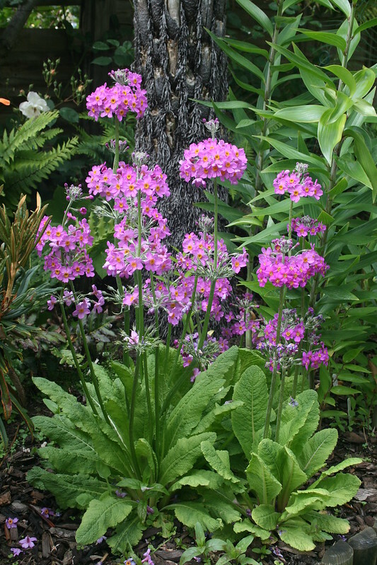 Primula Byssa - Plants, Gardening, Dacha, Primrose, Primrose, Garden, Flowers, Bloom