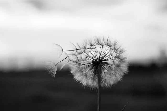 Summer wind) - My, Flowers, The photo, Black and white, Dandelion, Longpost