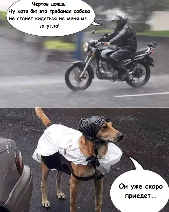 Always ready - Humor, Picture with text, Memes, Dog, Motorcyclists, Telegram (link)