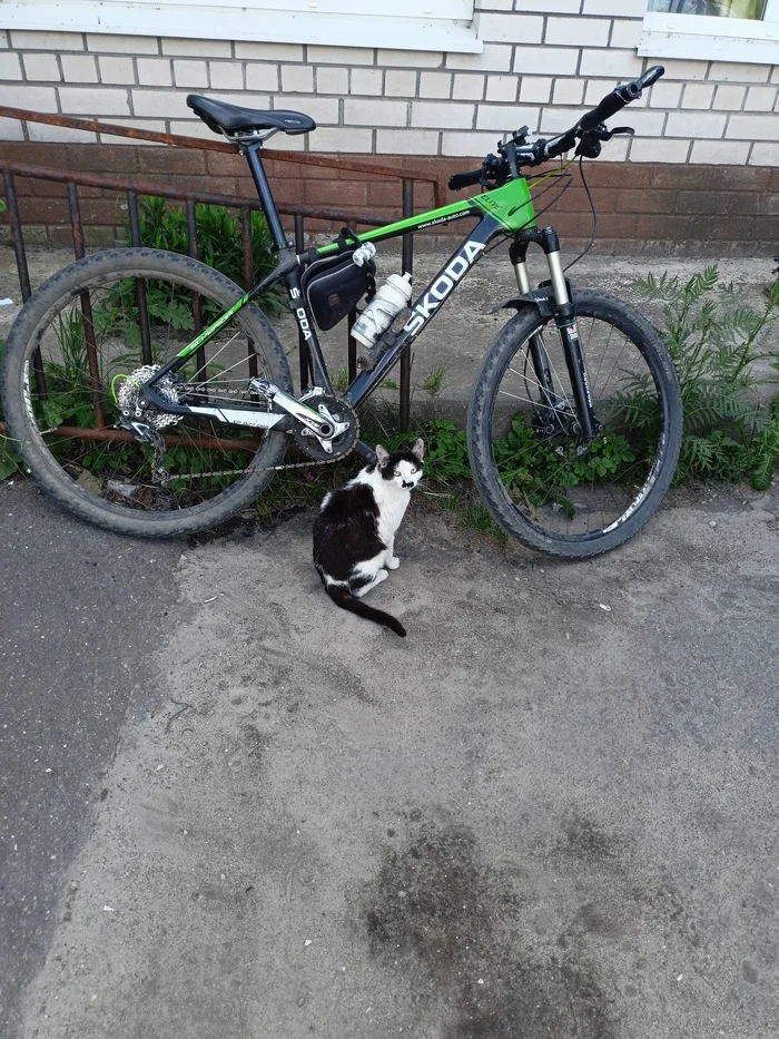 Can he be trusted? - My, cat, A bike