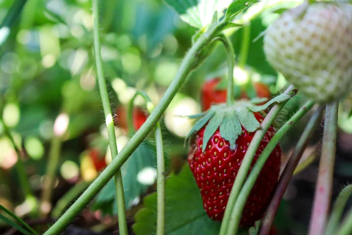 Photo project Let's take a closer look post No. 25. Strawberry - My, Bloom, Nature, The photo, Macro photography, Dacha, Gardening, Berries, Garden, Longpost